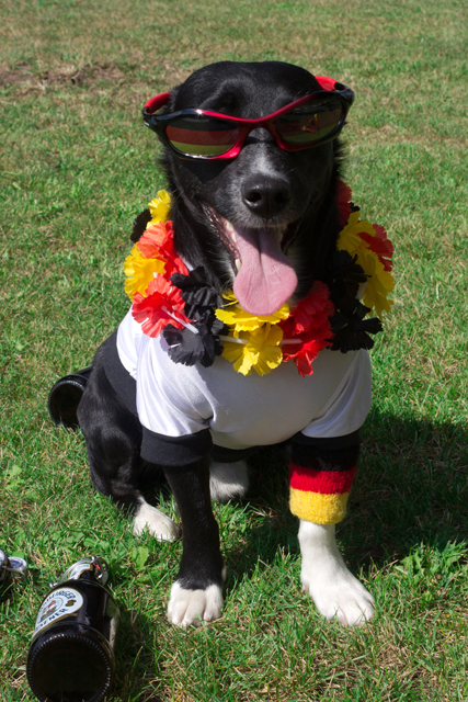 cool dog